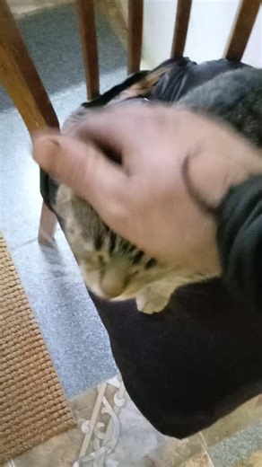 Cat and Crow: A Unique Animal Interaction