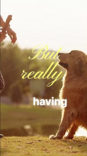 Understanding Dog Humping Behavior