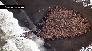 29K views · 377 reactions | The world's largest walrus party isn't as cool as it sounds | NowThis | Facebook