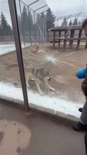 WOLF GLASS IS SHATTERING! 🐺⚠️ (Unbelievable Rescue)