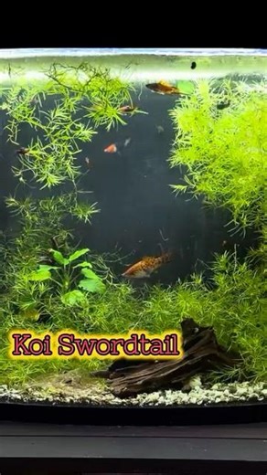 Why swordtails explode with color in THIS setup 👇