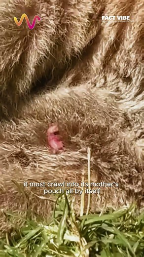 Baby Kangaroos Are Born the Size of a Jelly Bean 😱 #vet #medicaltiktok #lifehacks #educational #pets