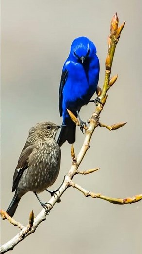 Beautiful Colorful Birds in Nature 🐦🌈 | Amazing Bird Moments