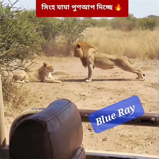 Pushup MaMa #viral #shortvideo #bodybuilder #workout #gymmotivation