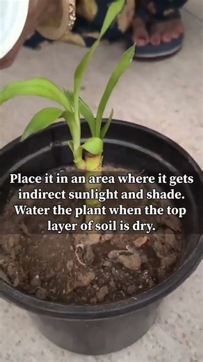 New home, new growth 🌿💚 Bamboo progress update! #plants #plantcare #bambooplants #shorts