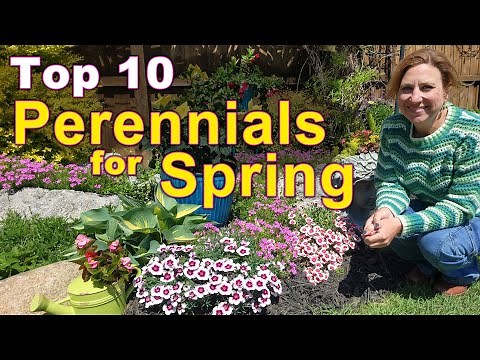 Top 10 Perennials for Instant Spring Color | Easy Garden Impact