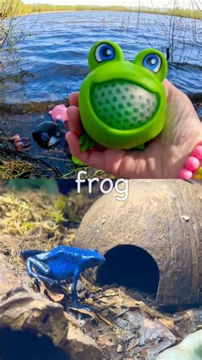 Learn Animal Names for Kids at the Lake: Pig Frog Monkey Duck Capybara