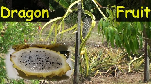 Massive Yellow Dragon Fruit (Pitaya) Harvest & some Problems Need Fixing