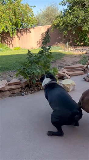 Two minutes of goofball BT summer paradise😜😂 90°F 30 mph wind gusts. Red-flag warning😳 | The daily adventures of Gilligan & Skipper