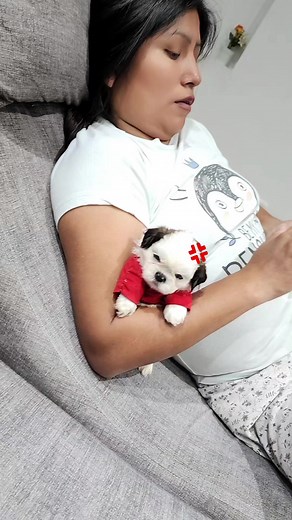 Pochacco: El Perro Shih Tzu Más Adorable