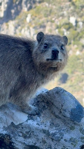 The #dassie won the stare contest! #hyrax #tablemountain | Table Mountain Experience