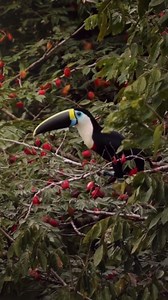 White-throated Toucan Feeding: An Impressive Wildlife Scene
