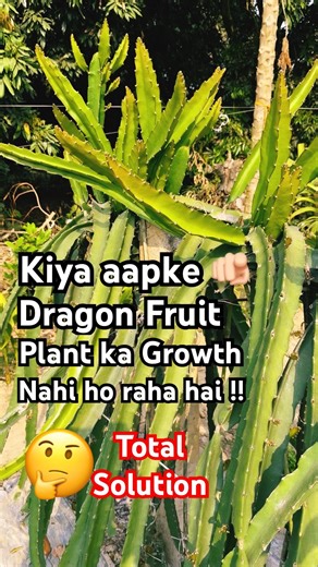 How to Increase Growth of Dragon Fruit Plant 🌵|| #dragonfruitplant #dragonfruitfarming
