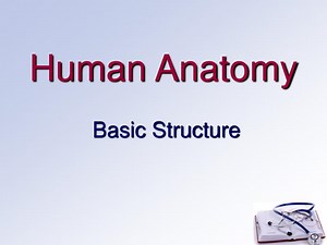 Human Anatomy - SlideServe
