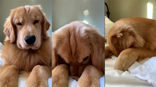 Why is my dog so embarrassed?