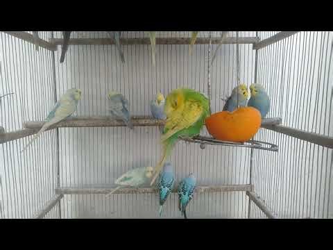 🔍 What Makes Some Budgie Colors Extremely Valuable 💰😯