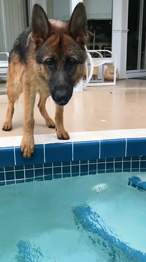 My first pool experience didn’t go as planned #gsd #germanshepherd #dogvideos #doggo #funnydog #funnydogvideos #fyp (7332873791674141985) | Joseph E. Dendy