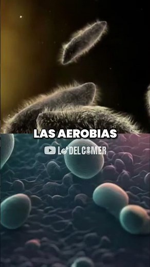 Bacterias Aerobias vs Anaerobias: ¿Cuál es la Diferencia?