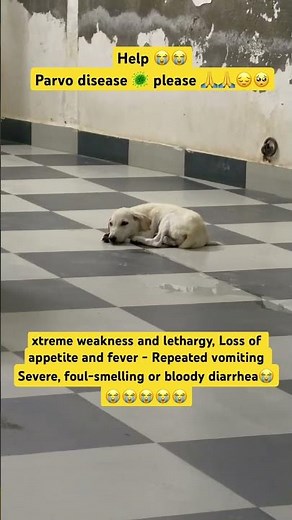 Parvo disease 🦠 in dogs 😣 #parvovirus ‪@sky-17-d6w‬ #parvo
