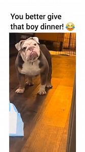 7.7M views · 130K reactions | The facial expression says it all!  | DogTube | Facebook