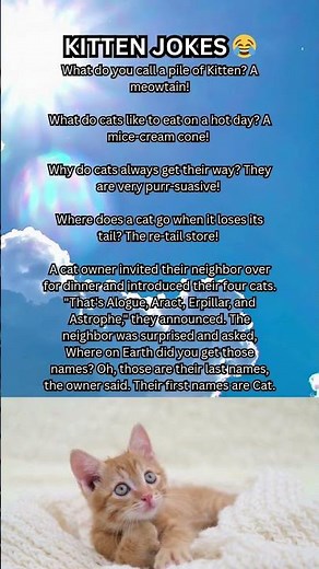 These Cat Puns Get Funnier With Every Line 😹🐾