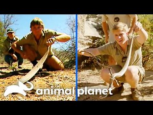 Just Like Dad! Steve Irwin’s Influence on His Family ❤️🐊 🐍 Animal Planet