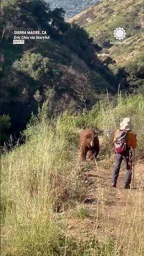 Hiker Has Close Encounter with Brown Bear on Trail