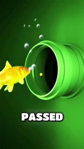 Goldfish That Escaped Death