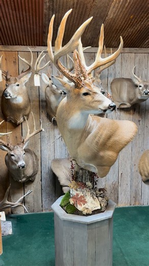 Giant 8 point buck pedestal mount | Whitetails & Waterfowl Taxidermy