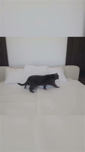 Eli hat sids Katze geschwängert #eligella #sidneyfriede