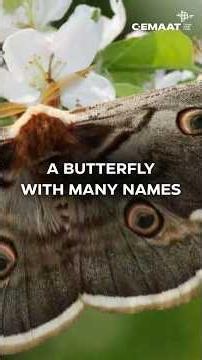 A BUTTERFLY WITH MANY NAMES