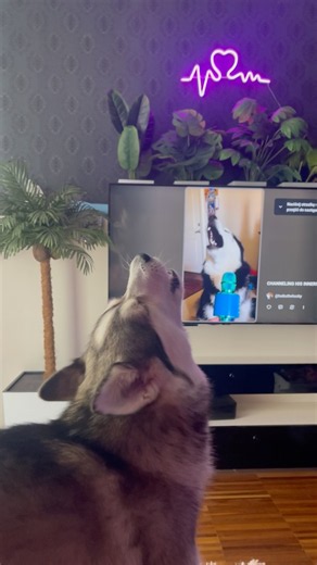 Pomsky sings with husky in tv #pomsky #husky #funnydogs #funnydog #funny #dogsinging #dogtalk