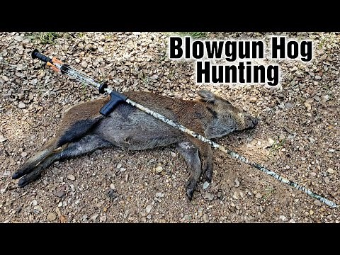 Blowgun Hog Hunting (Hog Down)