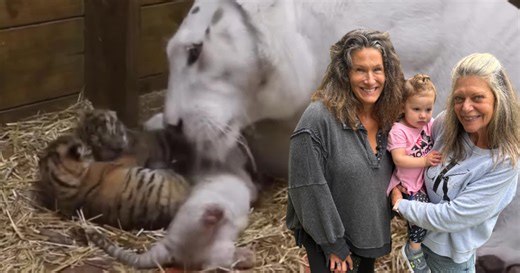 Shalom Wildlife Zoo welcomes four tiger cubs; two are rare varieties