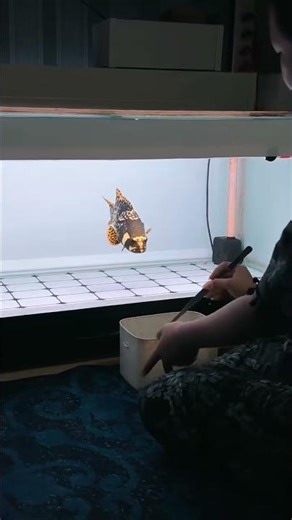 Bumblebee Grouper Training l #fishlover #bumblebeegroupertraining #fishtraining #bumblebeegrouper