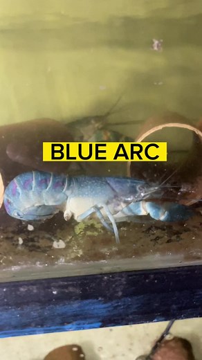 1.3K views · 4 comments | Blue Arc #reels #crayfish #lobster #crawdad #crawfish #arc #australianredclaw Located @ Tibungco Davao City | Dodong Ronie Vlog | Facebook