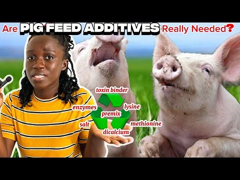 Why FEED ADDITIVES are a Game CHANGER for Pigs Growth