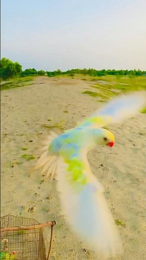 “I Let My Parrot Fly Free in the Desert… And He Came Back When I Whistled 🦜✨”#parrotplaytime #birds