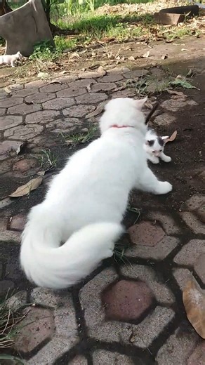 14K views · 485 reactions | kucing kecil adalah mainan lucu #kucing #viral #kucinglovers #catlovers | Moew Lecy | Facebook