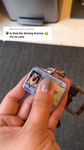 4.1K views · 208 reactions | Reply to from We renew it every year with a new picture  #fyp #driverslicense #foryou #foryoupage | Aclassic 999M | Facebook