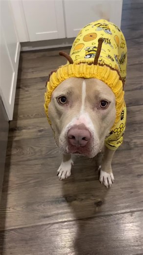 Adorable Dogs Dressed Up as Bees