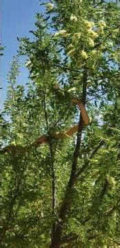 Did you know that snakes can climb trees? #beautiful #snake #nature #wildlife