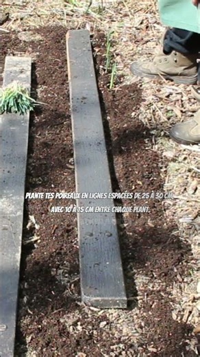 Leeks: What to plant in the vegetable garden in September #vegetable garden #garden #permaculture...