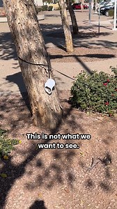 149K views · 6.3K reactions | If you are surrendering your dog or...