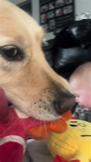 #goldenretriever #crazymaisy #puppy #familydog #golden