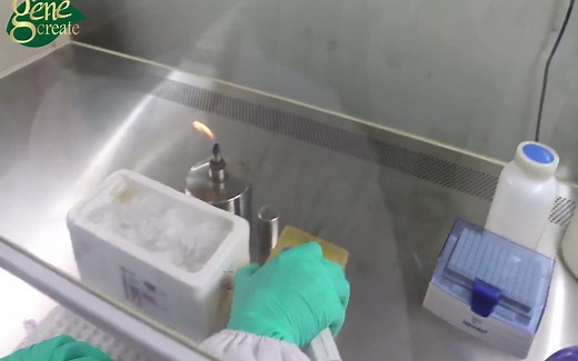 资深大佬教您一步一步做转化实验