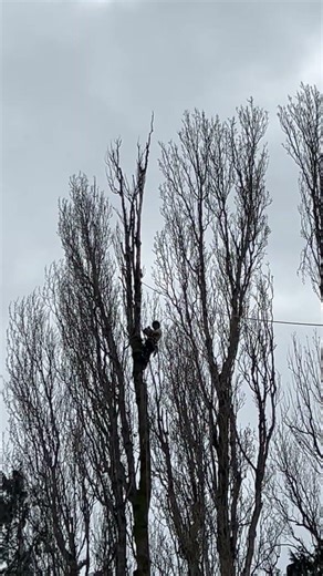 Coworkers top exploding #letsplay #treeclimber #treeclimber #treework