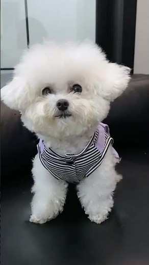 Adorable Puppy Style – Dog Wearing a Blue Overall Jumpsuit & Looking Charming #dogfashion #pupstyle