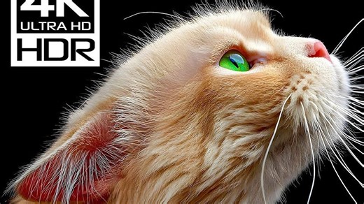 Stunning 4K Videos ｜ Dolby Vision HDR 4K 60FPS Videos