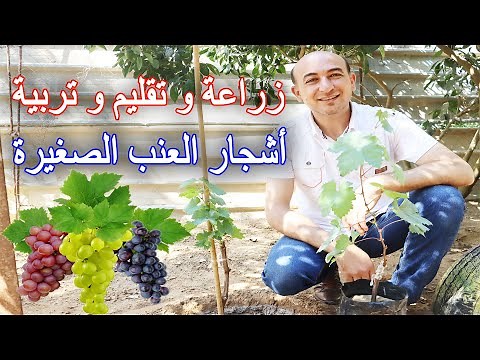 زراعة و تقليم و تربية اشجار العنب الصغيرة